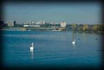Swans and skyline, Waterfront Park, Toronto, Ontario