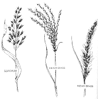 Sorghum, Silver Grass, Indian Grass