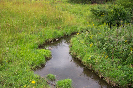Stream with Native Plants