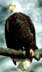 thumbnail of bald eagle