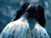 peregrine falcon thumbnail