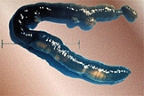Photo of earthworm exposed to contaminants