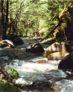 Photo of Steinacher Creek 