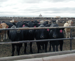 Concentrated Animal Feeding Operations | Risk Management Research | US EPA