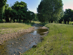 Image: Riparian Zone and Stream Restoration 