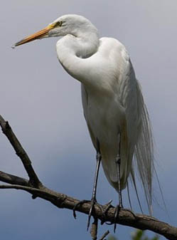 Wading Bird