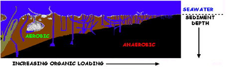 Increasing Organic Loading
