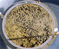 Sediment