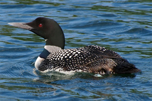 Loon