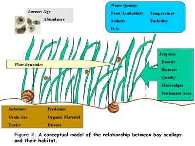 Conceptual Model