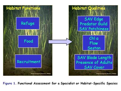 Functional Assessment for a Specialist