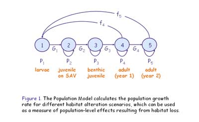 Population Model