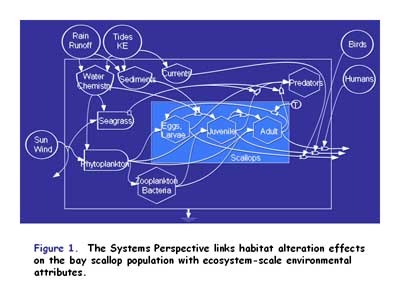 Systems Perspective of Scallop Habitat