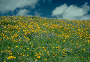 Brown clouds