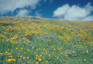 field of flowers