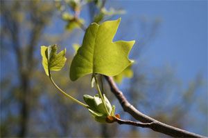 Photo:  Leaf