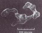Scanning electron micrographs of branching blob formed in two pore bodies.