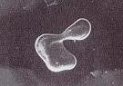 Scanning electron micrographs of non-branching blob formed in two pore bodies.