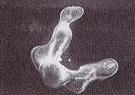 Scanning electron micrographs of non-branching blob formed in six pore bodies.