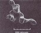 Scanning electron micrographs of branching blob.