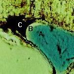 Three phase fluid distribution in a natural sand with a thin intermediate phase film