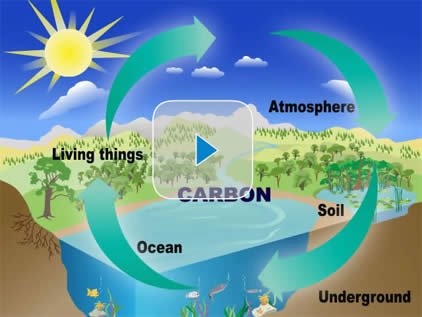 Cycle of Carbon Dioxide