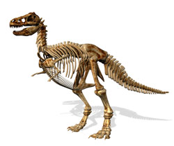 Dinosaur Skeleton