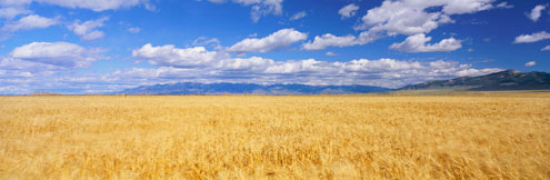 field and blue sky