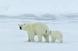 Polar Bears