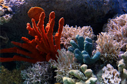 Coral Reef