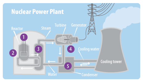 This diagram shows the major parts of a nuclear power plant. Numbers on the diagram correspond with the steps listed on the page.