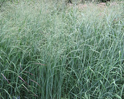 tall grass