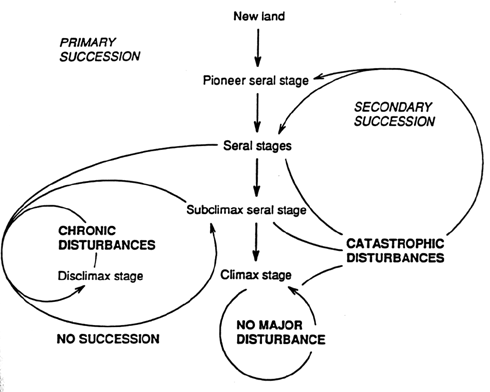 Figure 1.  A diagrammatic representation of succession in terrestrial plant communities.