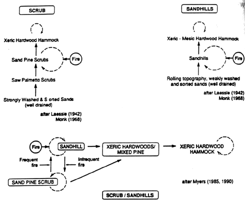 Figure 2.  Seccessional models for Florida scrub/sandhills