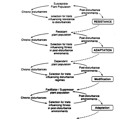 Figure 3. A three stage model for the evolution of plant population