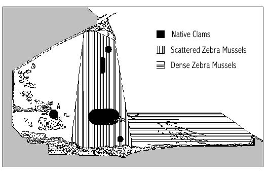 Diagram showing the distribution of zebra mussels and thick-shelled unionids collected from Metzger Marsh, western Lake Erie, 1996.