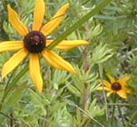 photo: Black-eyed Susan