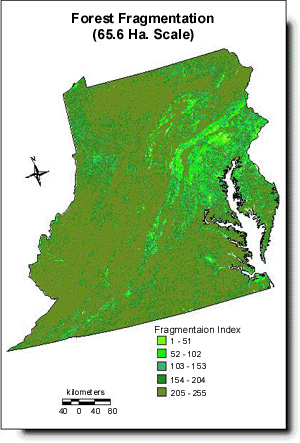 Forest Fragmentation (65.61 Ha. Scale)