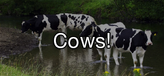 Cows!