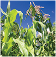 Photo of corn