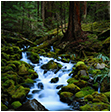 Photo of a stream in the woods