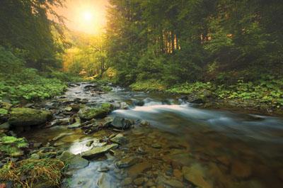 Photo of a river in a forest