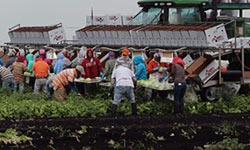 farmworkers