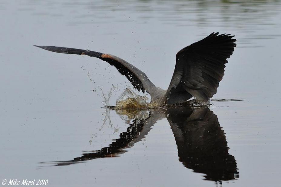 Foto de una ave sobrevolando el agua