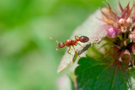 Ant on a leaf