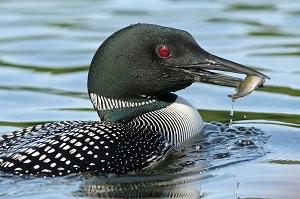 Fish with loon