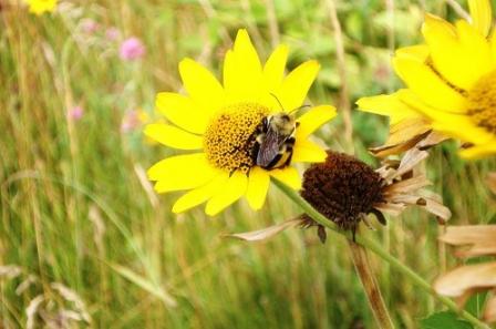 Bee on a flower