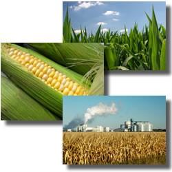 Grass, corn, and a farm