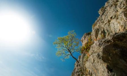 Tree growing out of the side of a cliff