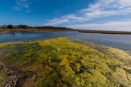 algal bloom in lake eerie